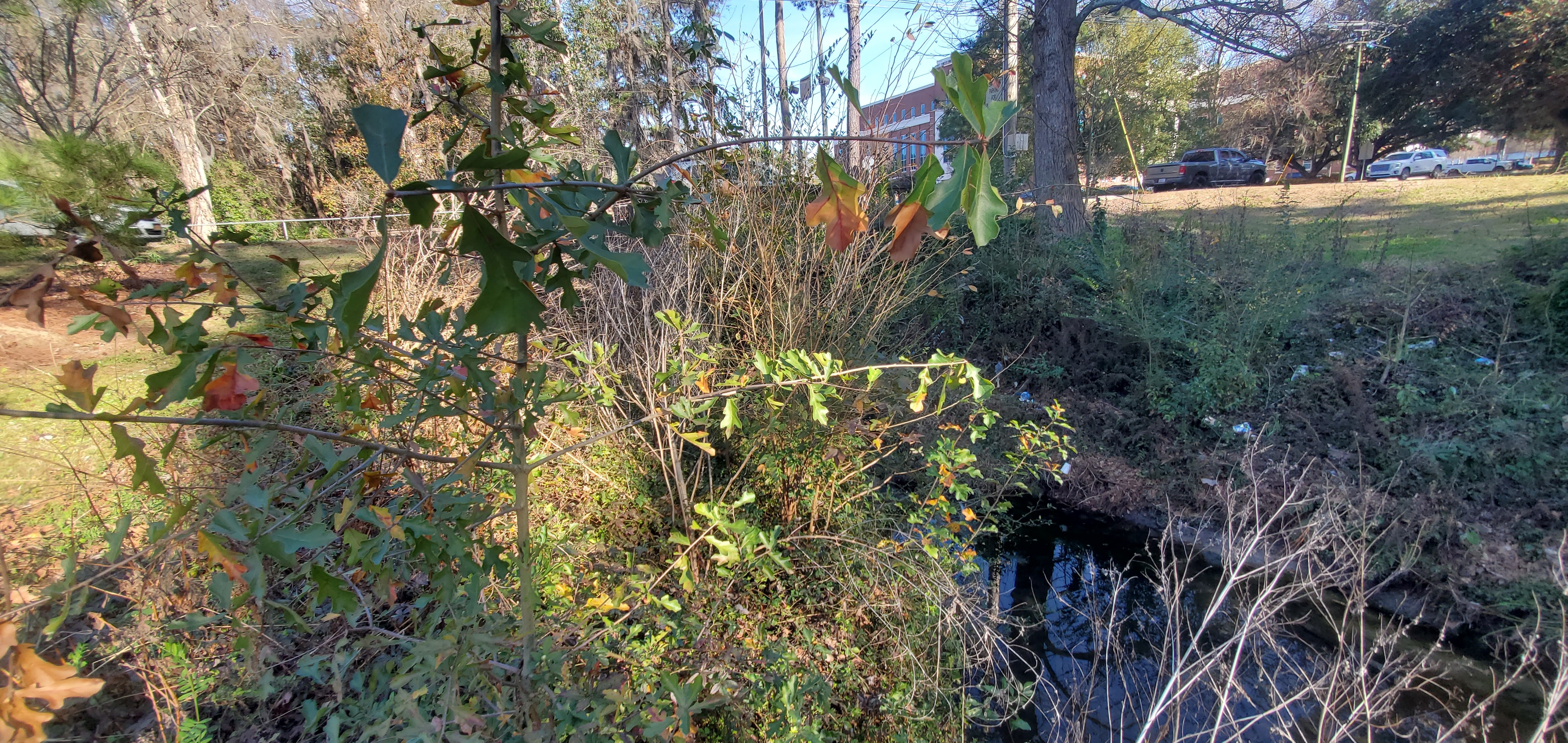 Downstream trash on McKey Park, 16:18:59, 30.8645038, -83.2890693