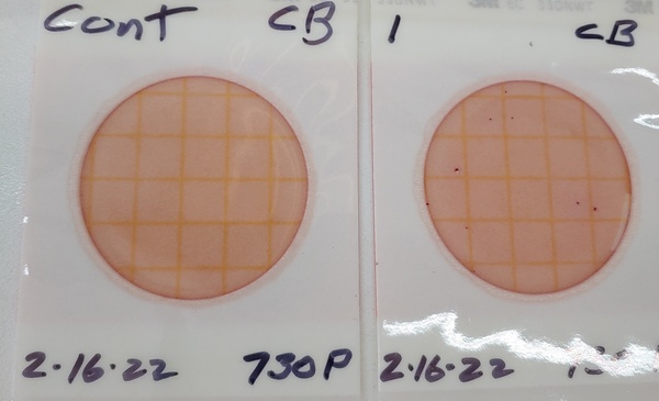 Plates, Cleary Bluff 2022-02-16