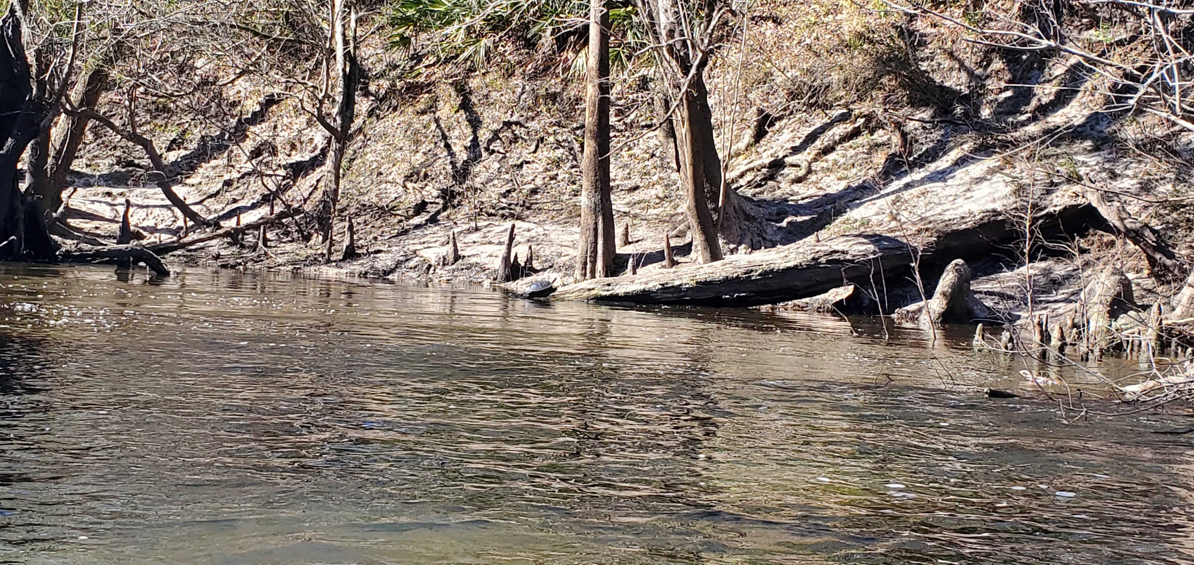 Turtle on deadfall on the bank, 14:46:33, 30.8180526, -83.4450885