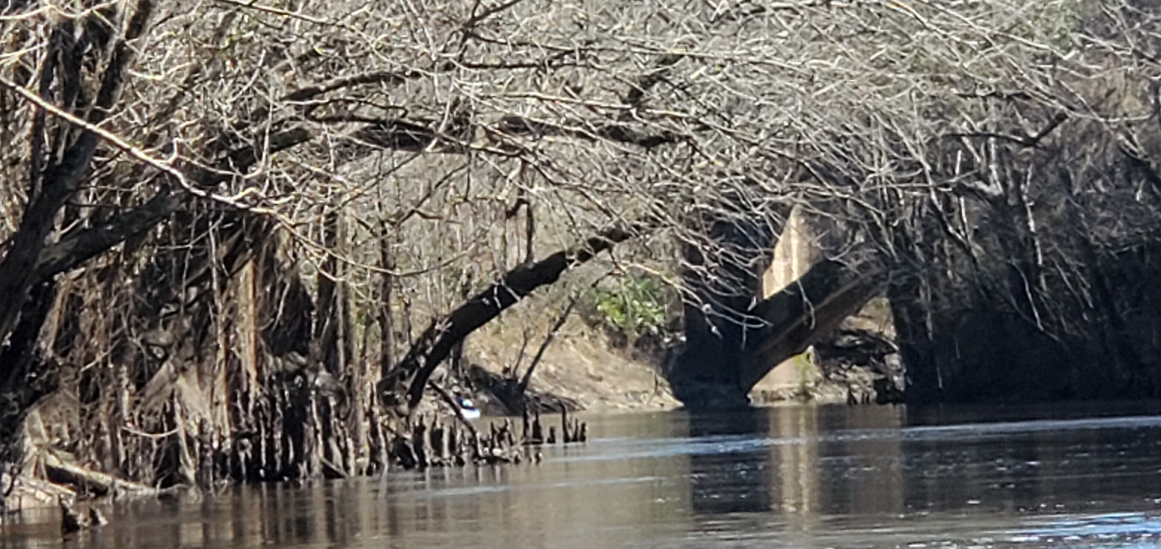 Spook Bridge under limbs, 15:29:51, 30.79096, -83.4521316