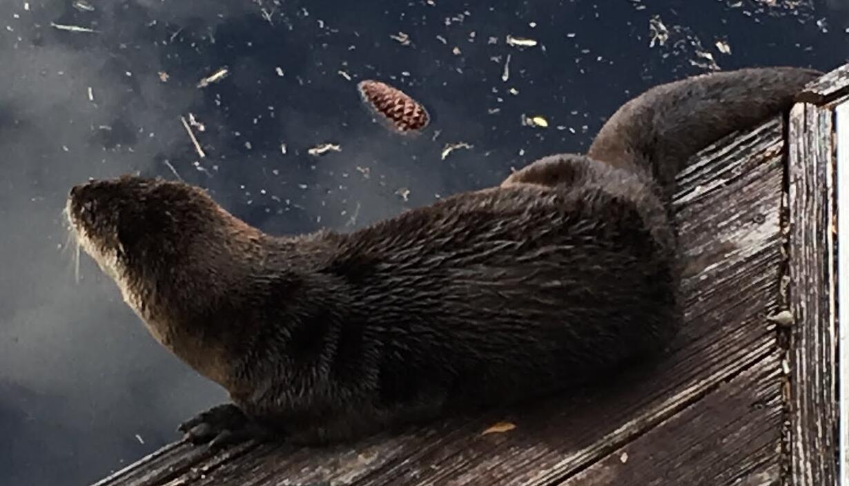 Otter, Okefenokee Swamp, 2019-12-07. Photo: Gretchen Quarterman