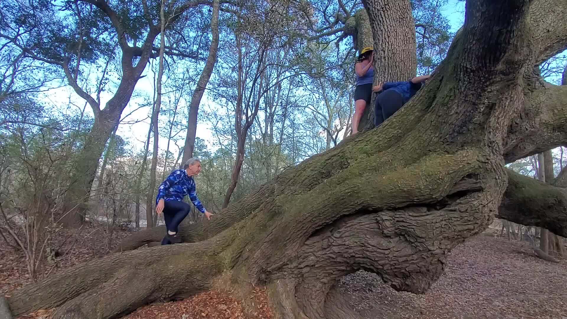 Movie: Grandmas in a tree, 30.6006764, -82.6839565 (339M)