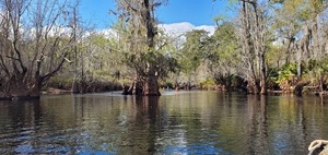 [Trees in middle of river, 10:24:03, 30.6734759, -82.5632628]