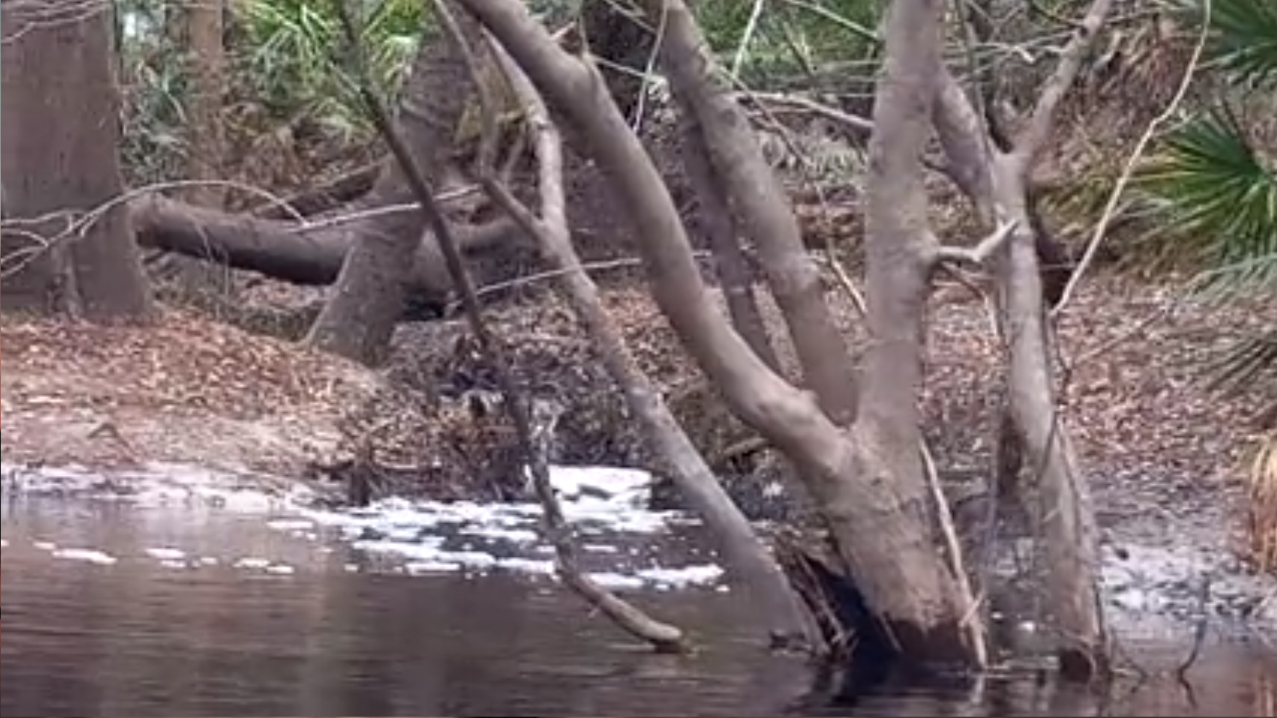 Creek entering the Suwannee