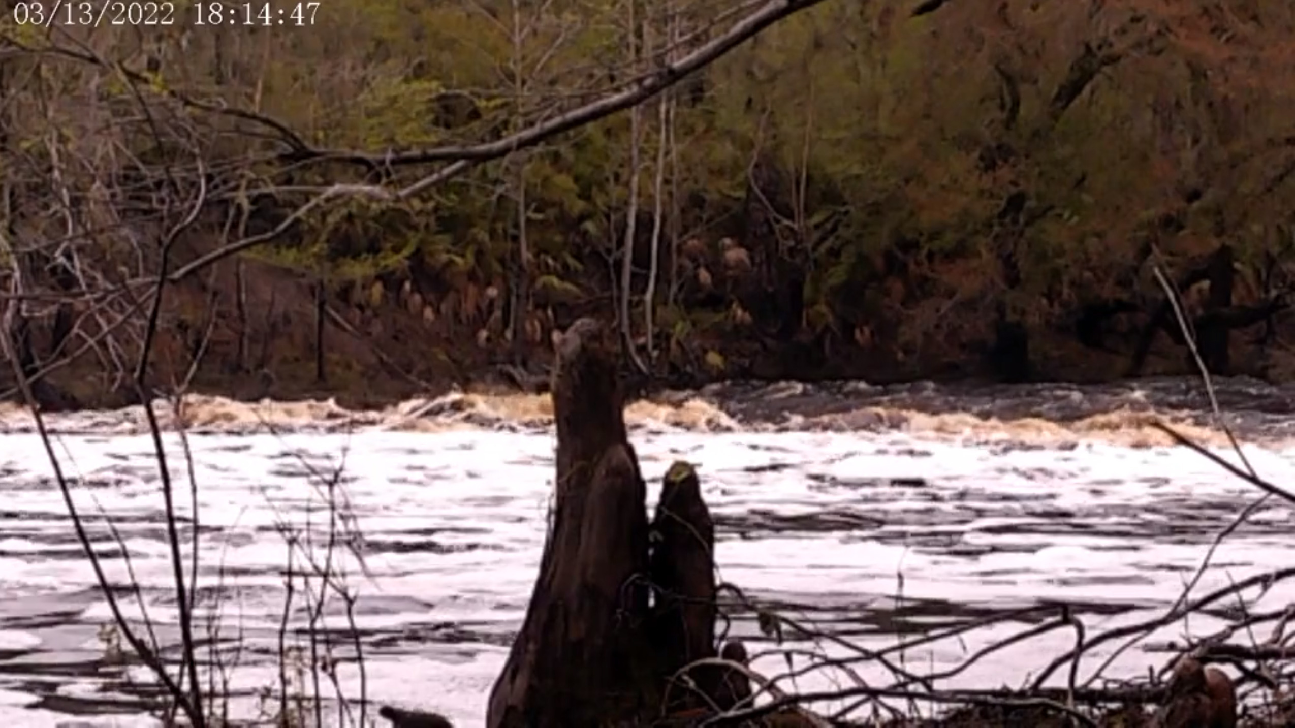 DB Marsh at Big Shoals