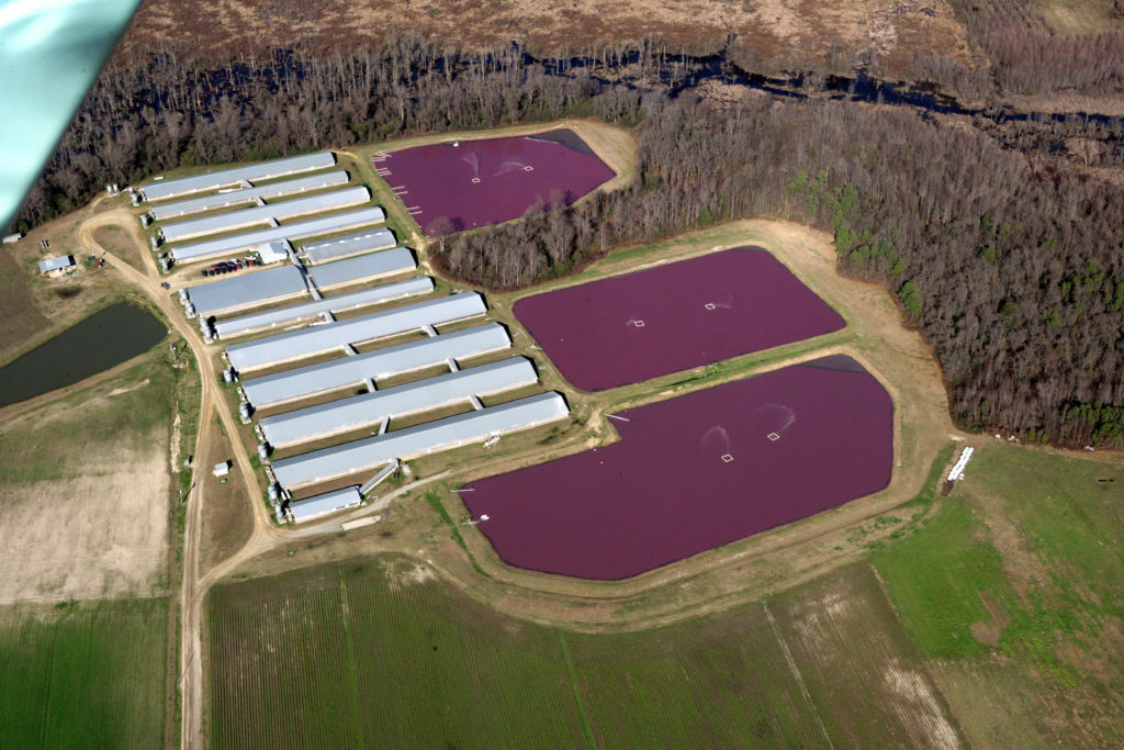 Hog CAFO manure lagoons. Photo: Kemp Burdette