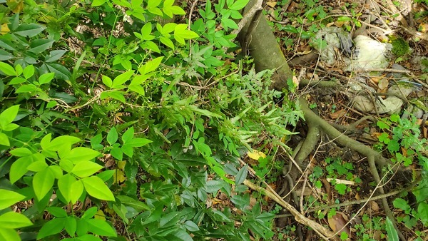 Japanese climbing fern (Lygodium japonicum), 10:28:40, 30.8548906, -83.2651673