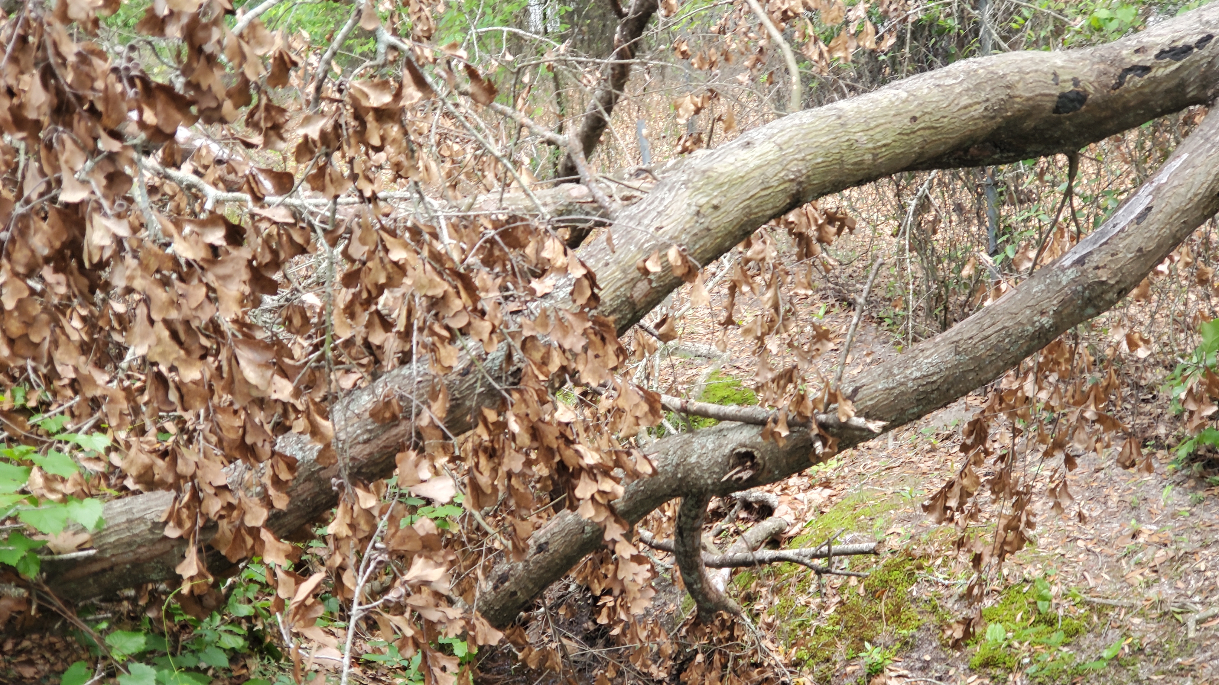 Deadfall closeup, 10:40:01, 30.8544020, -83.2664250