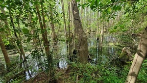 [Pretty nice swamp, 10:29:08, 30.8547612, -83.2651777]