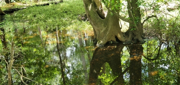 Water and trees