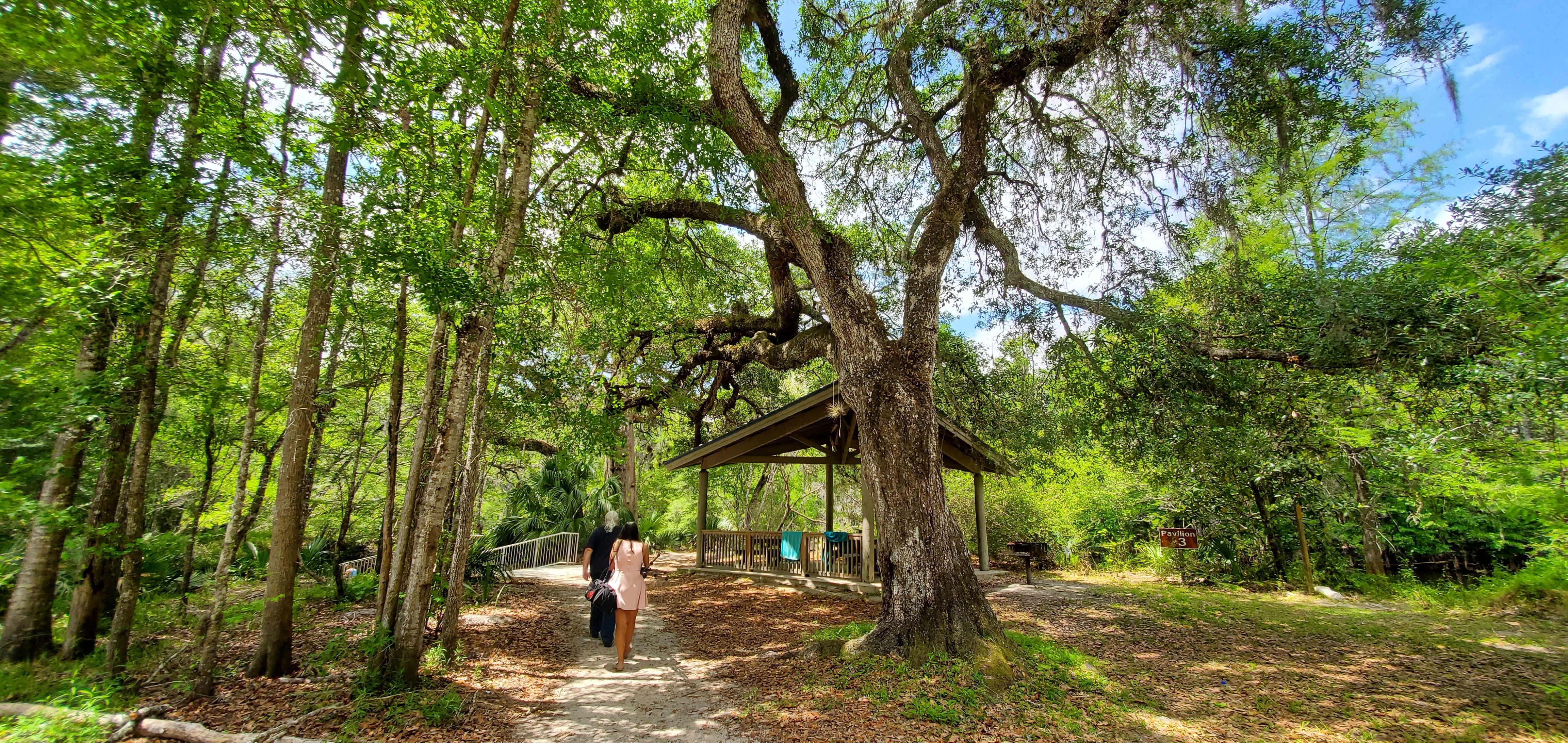 Big oak tree