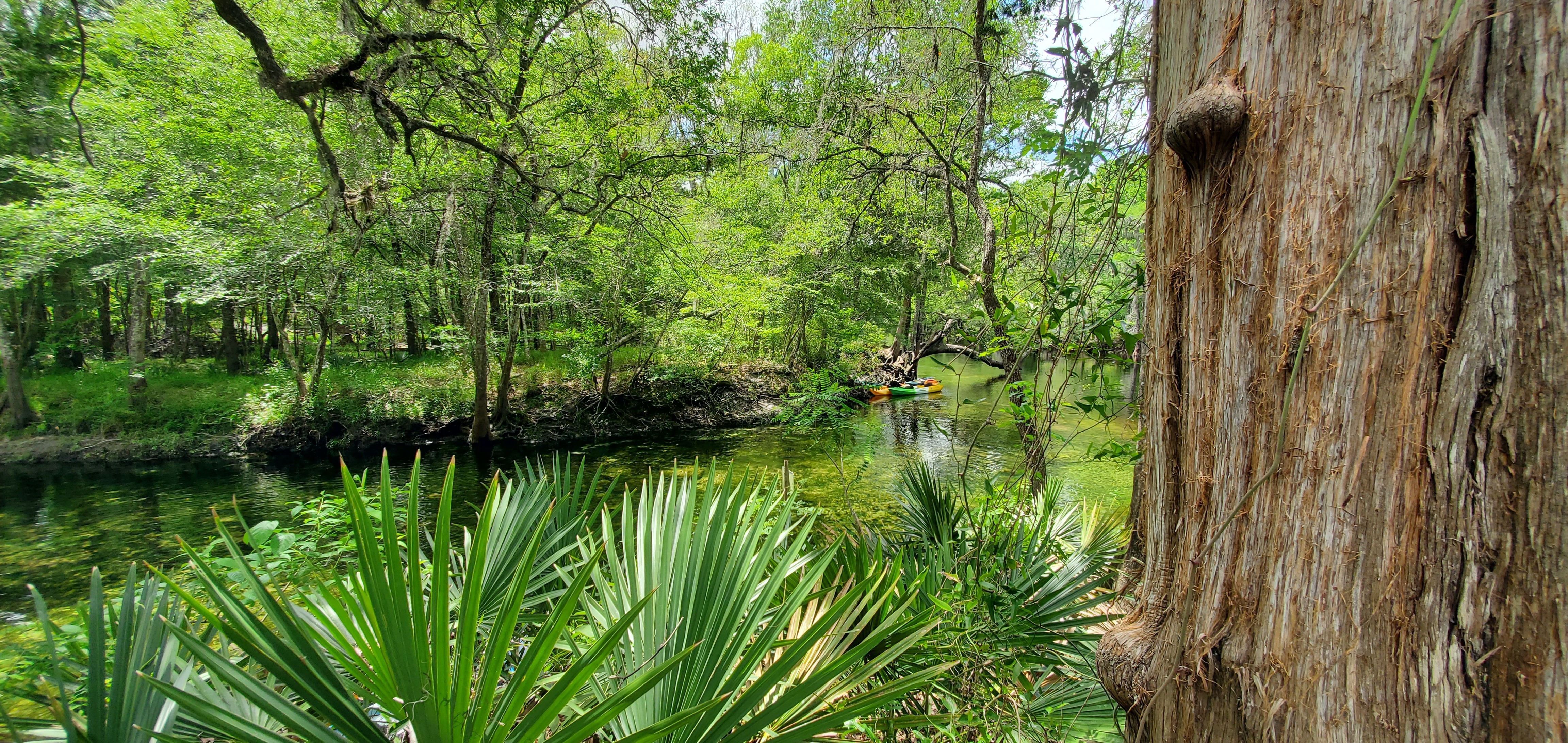 Palmettos and spring run