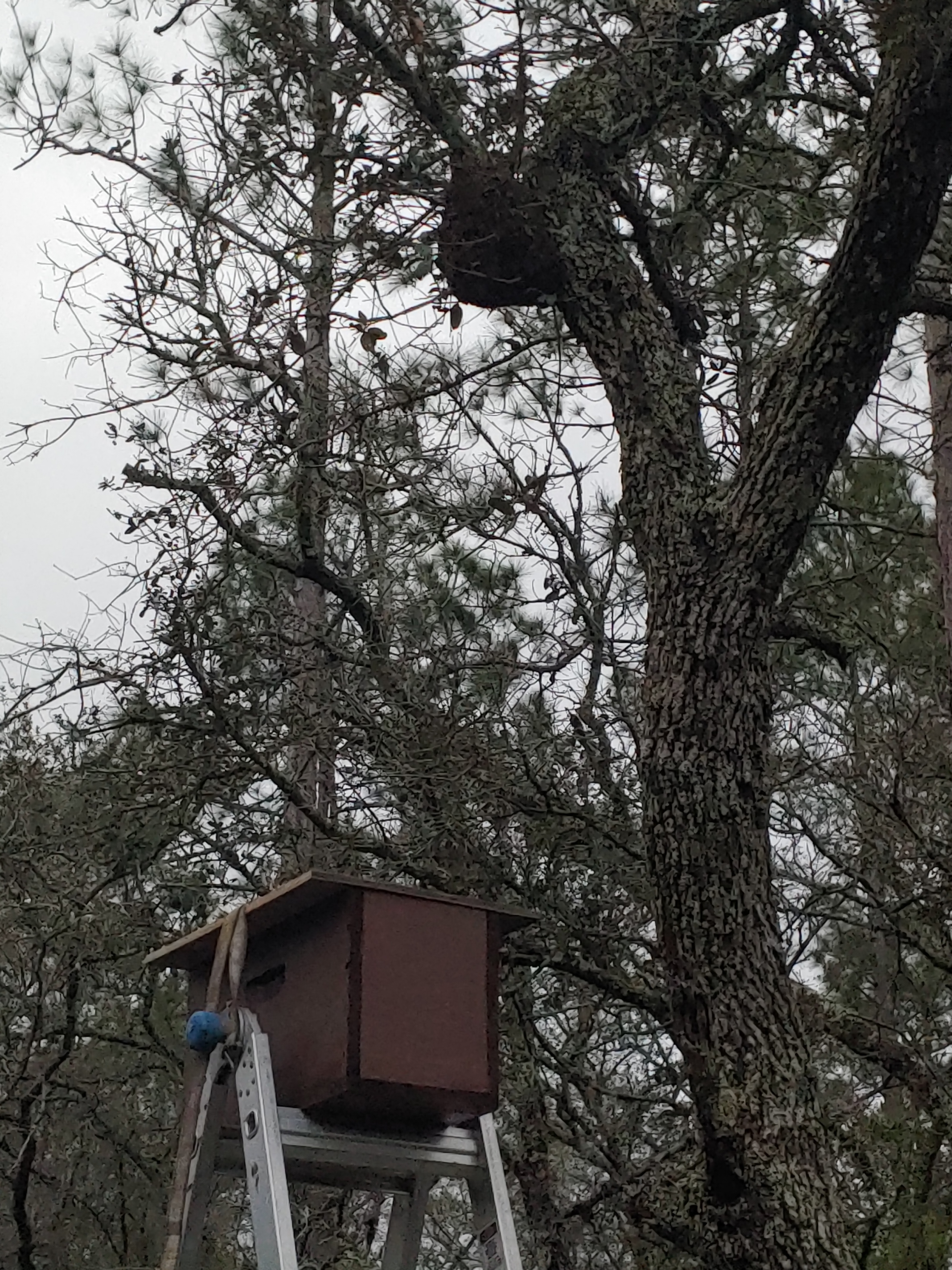 Bees, Cleary Bluff, Withlacoochee River @ NE Withla Bluffs Way 2022-04-20