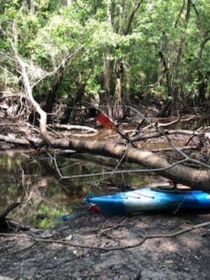 [Kayak under deadfall, Withlacoochee River]