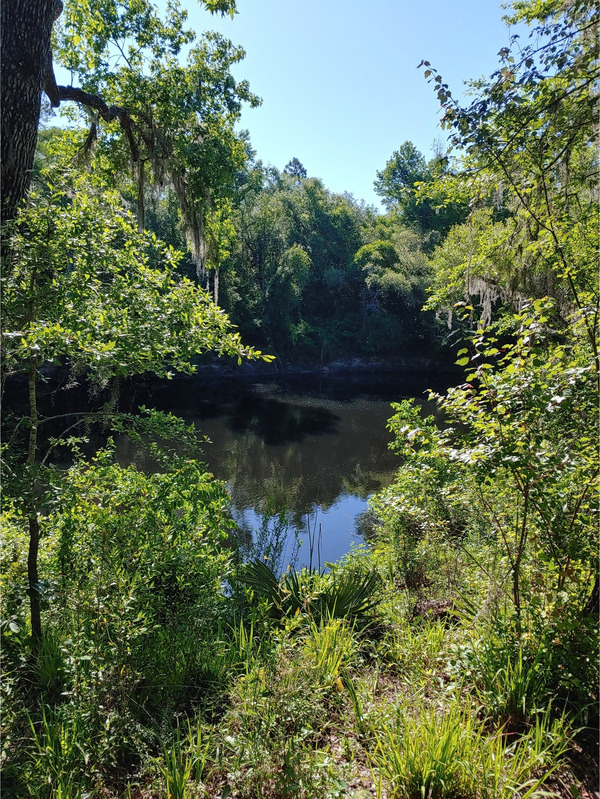 [Cleary Bluff, Withlacoochee River @ NE Withla Bluffs Way 2022-05-12]