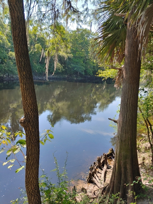 Cleary Bluff, Withlacoochee River @ NE Withla Bluffs Way 2022-05-19