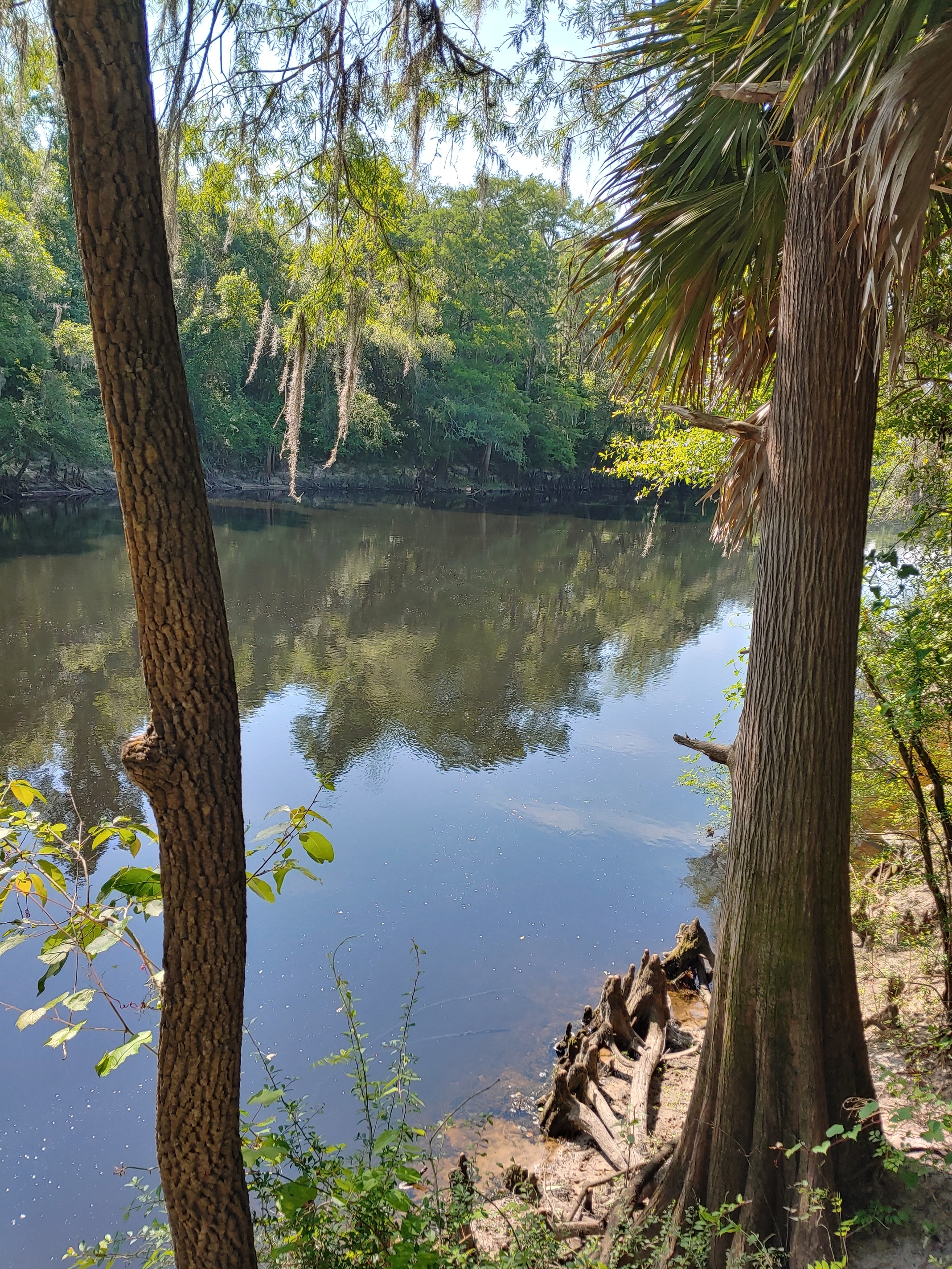 Cleary Bluff, Withlacoochee River @ NE Withla Bluffs Way 2022-05-19