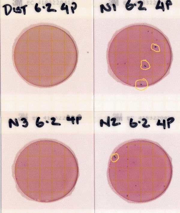 Plates, Nankin Boat Ramp 2022-06-02