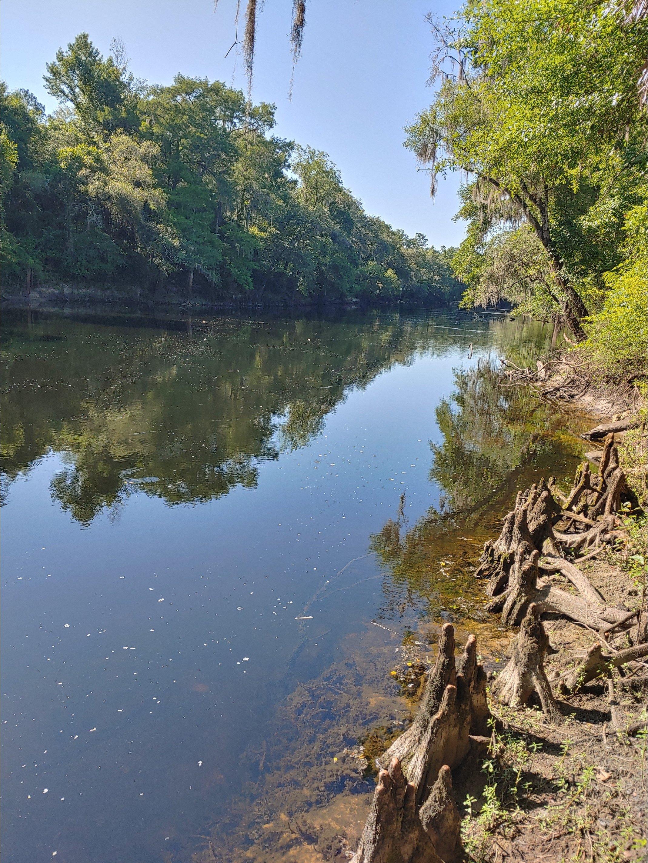 Cleary Bluff, Withlacoochee River @ NE Withla Bluffs Way 2022-06-02