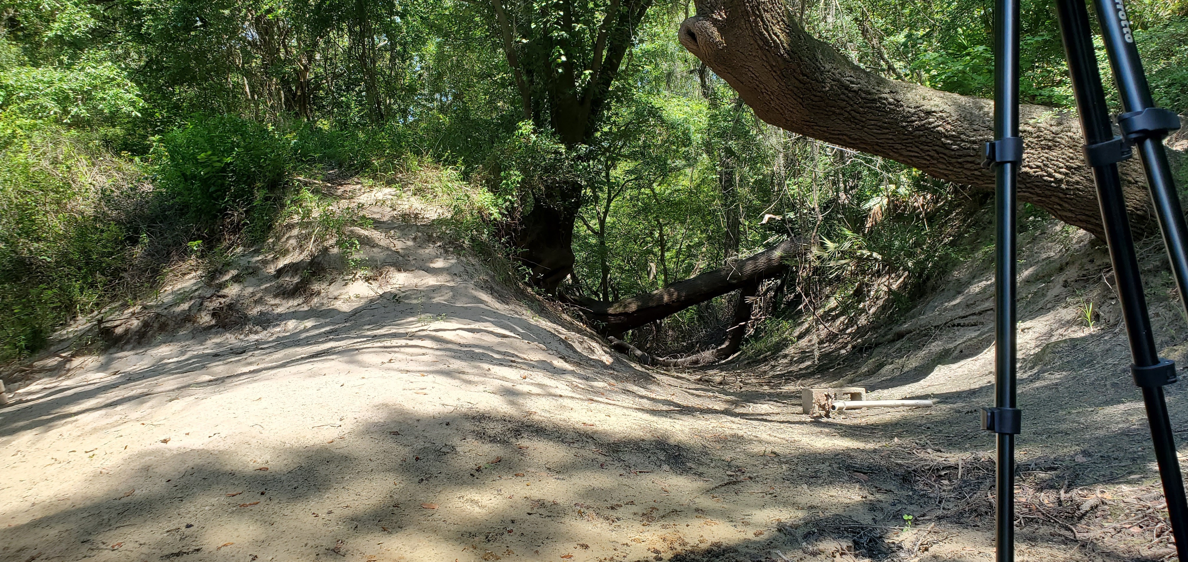 Sullivan Slough closeup, 11:46:45, 30.4931362, -83.2437410