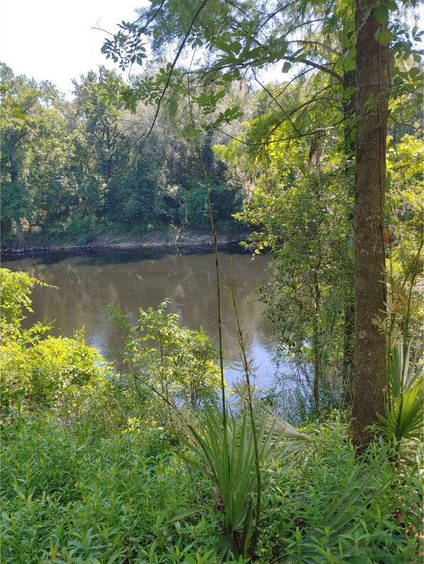 Cleary Bluff, Withlacoochee River @ NE Withla Bluffs Way 2022-06-10