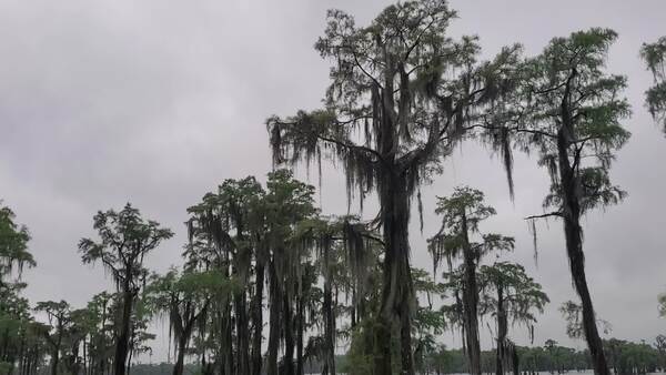 Movie: Bird tree and boats (60M)