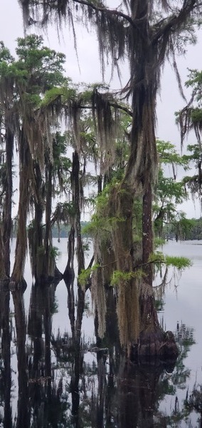 Alligator under bird tree