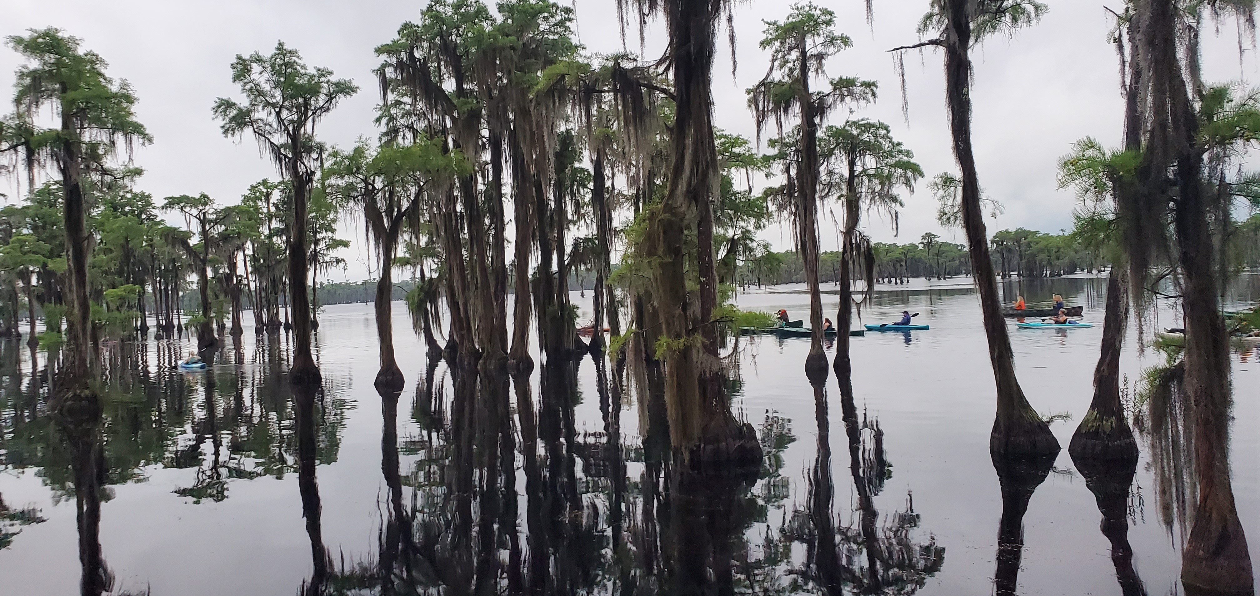 Cypress forest