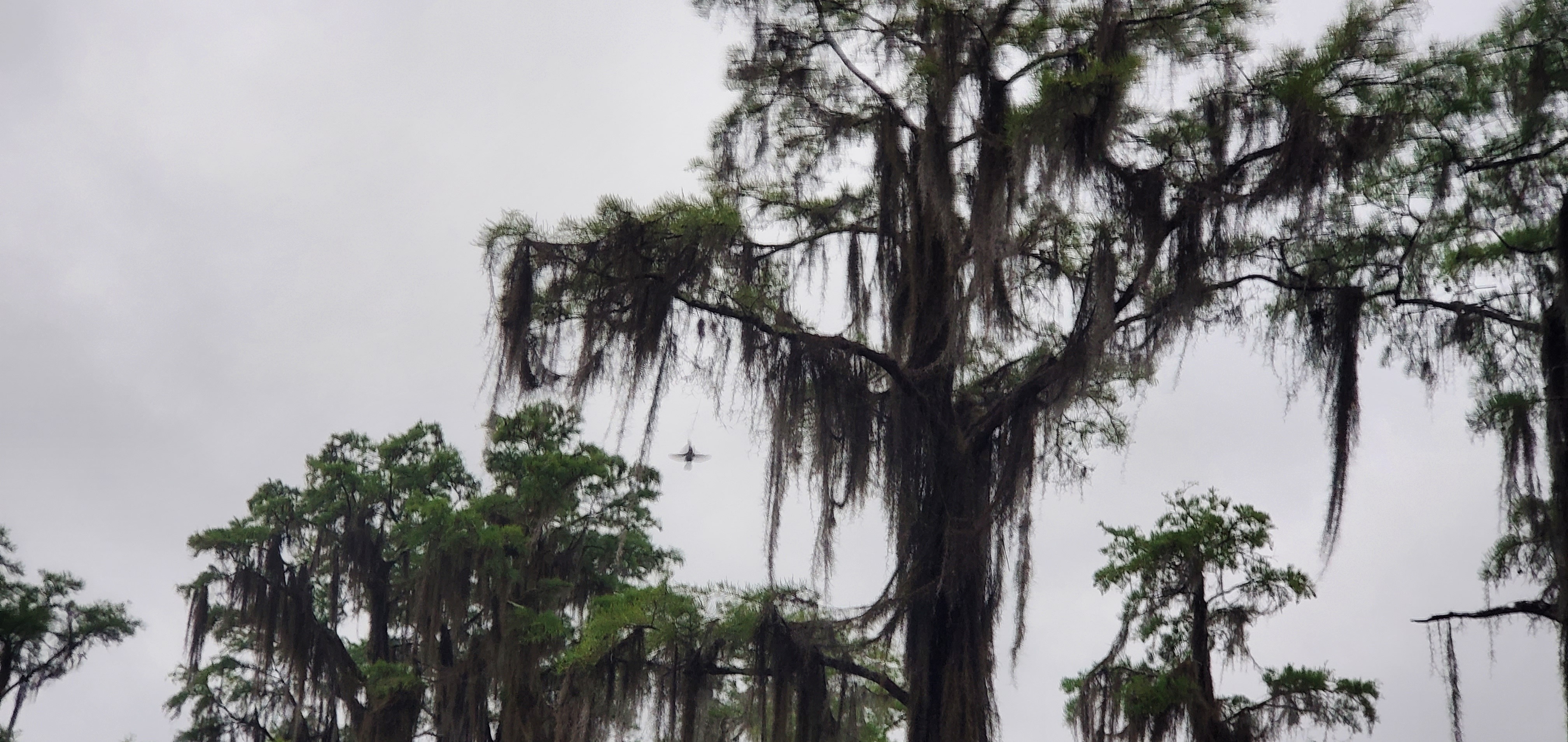 Birds flying between limbs