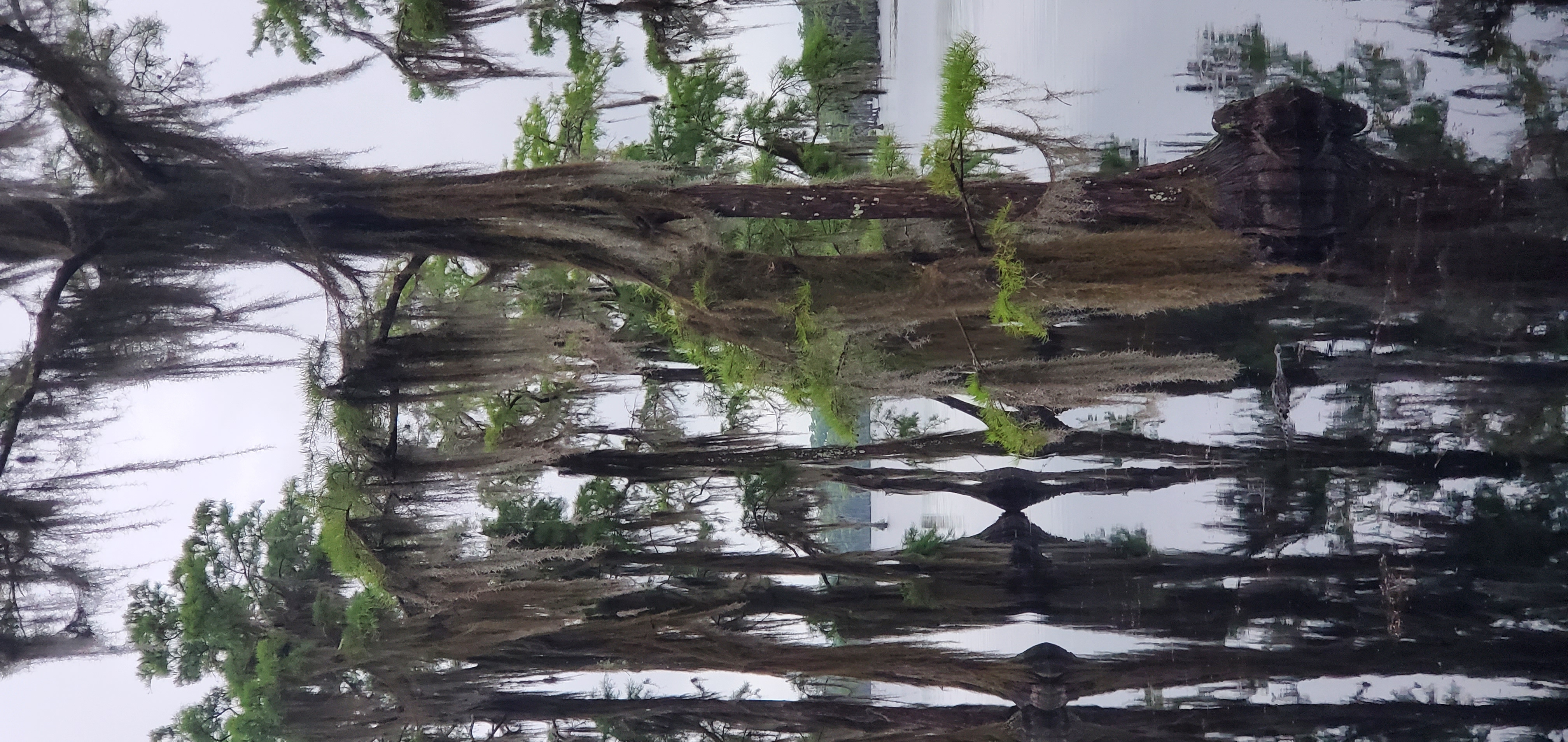 Alligator under bird tree