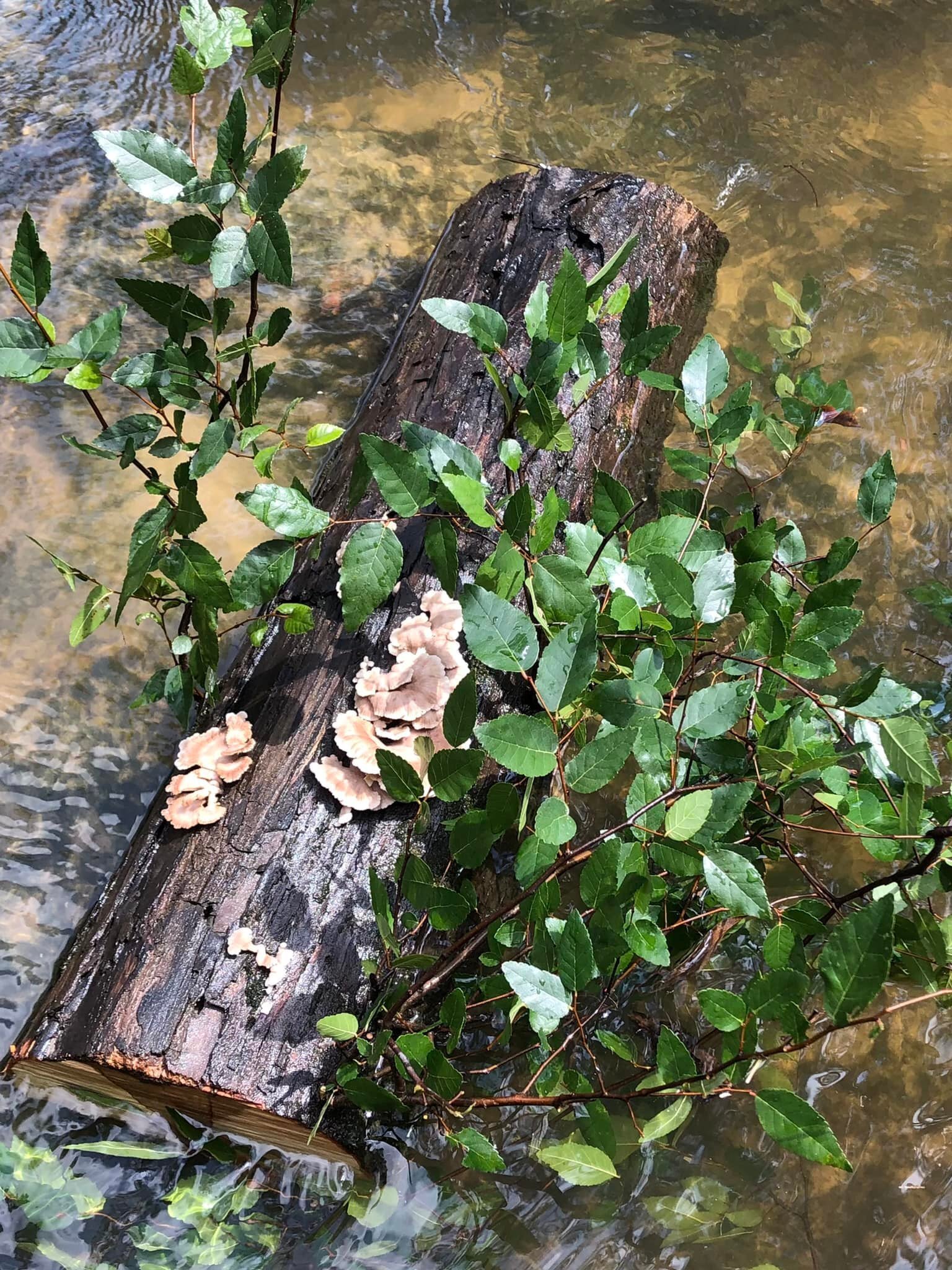 Floating firewood --Russell Allen McBride