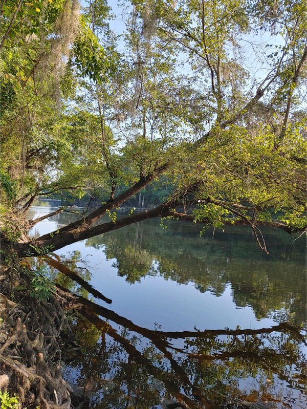 [Cleary Bluff, Withlacoochee River @ NE Withla Bluffs Way 2022-06-23]