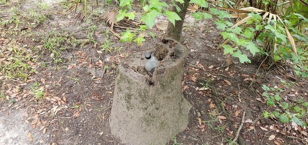 Bottle in stump, 09:44:03, 30.8461510, -83.3470070