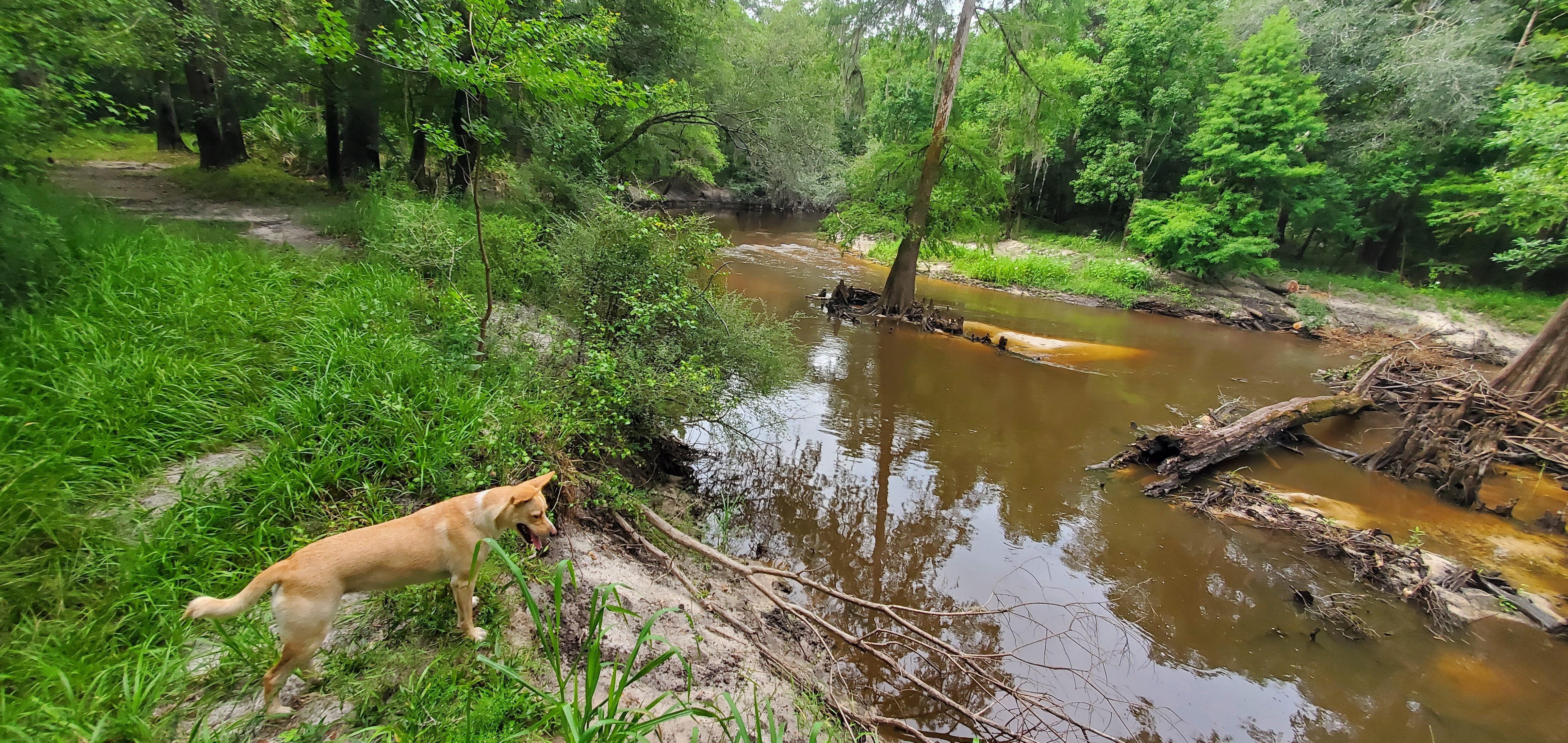 Blondie eyes the Withlacoochee River, 09:42:55, 30.8459370, -83.3473878