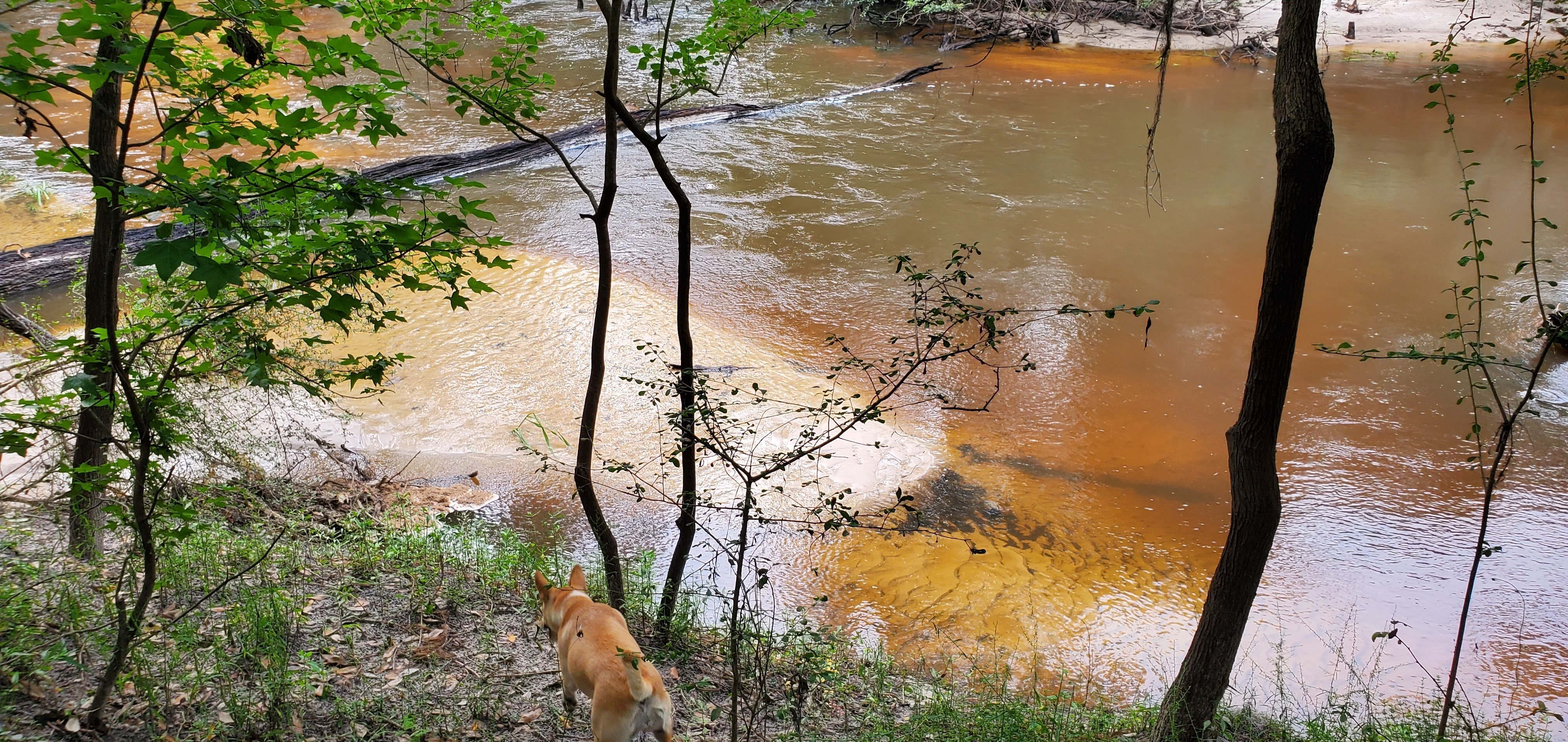 Tea-colored river, 09:51:19, 30.8453839, -83.3473251