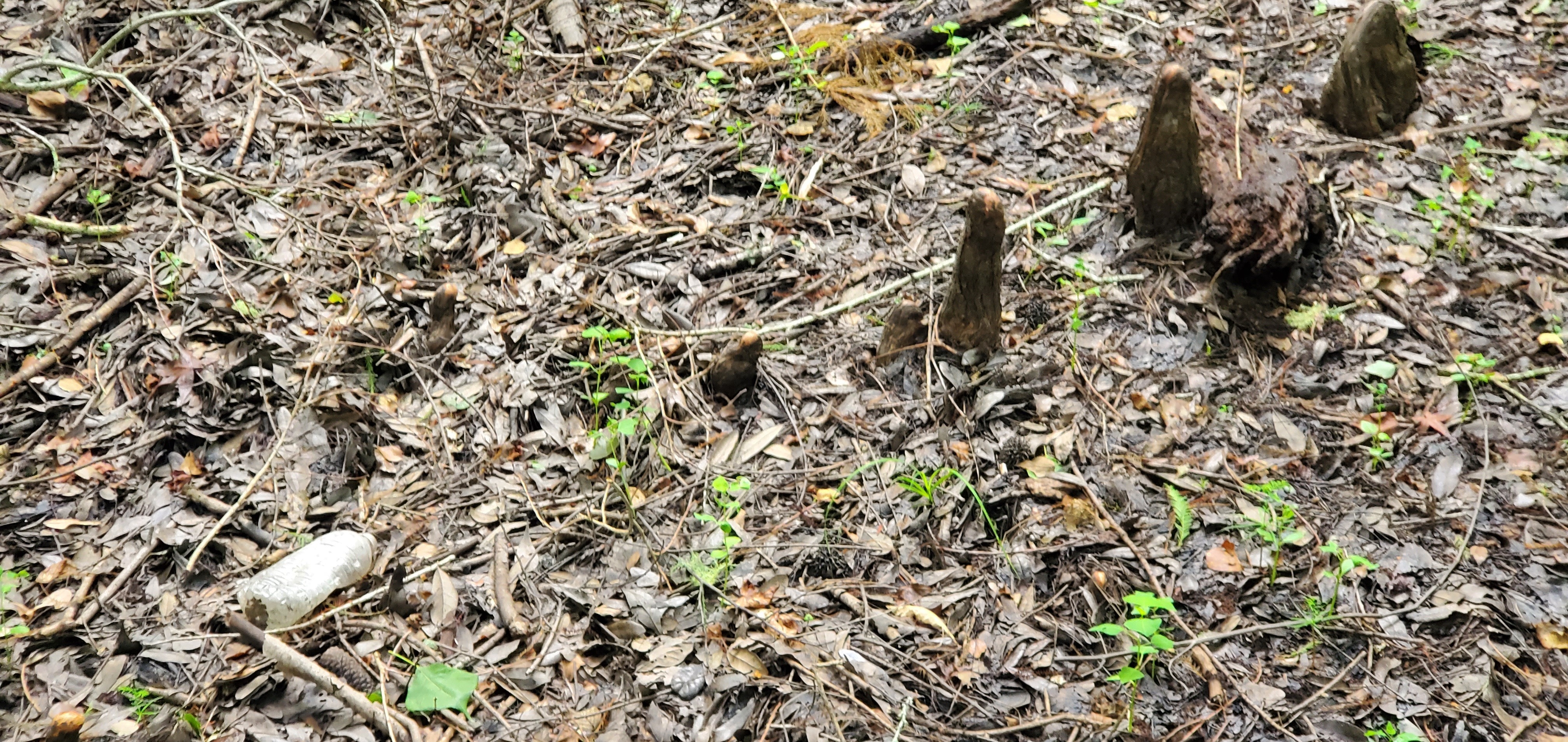 Cypress knees, 09:58:42, 30.8467260, -83.3462694