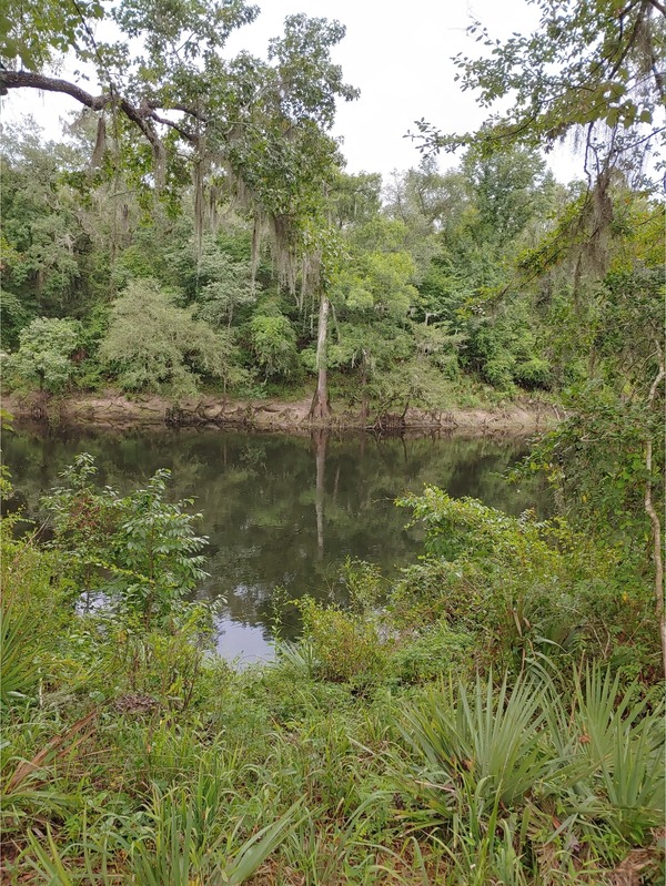 [Cleary Bluff, Withlacoochee River @ NE Withla Bluffs Way 2022-07-01]