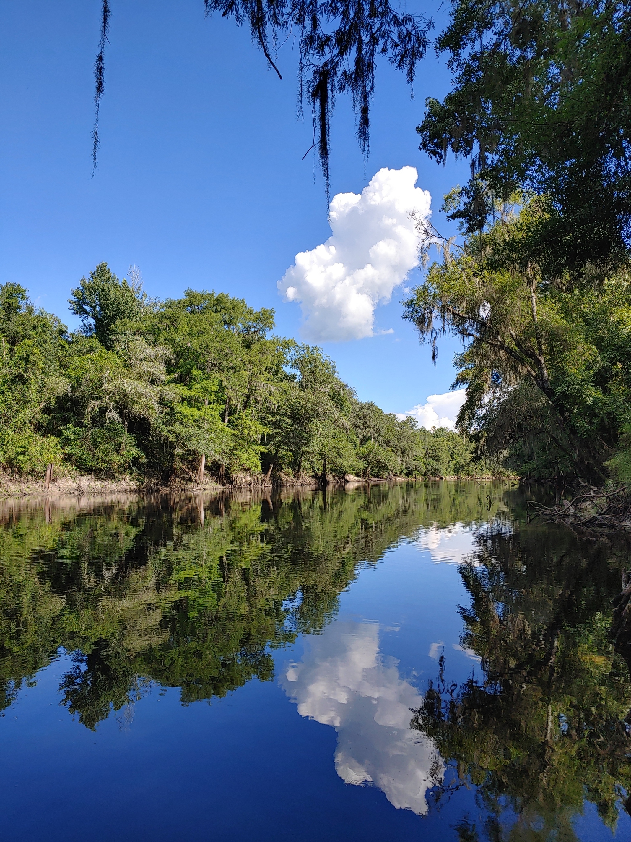 Cleary Bluff, Withlacoochee River @ NE Withla Bluffs Way 2022-07-04