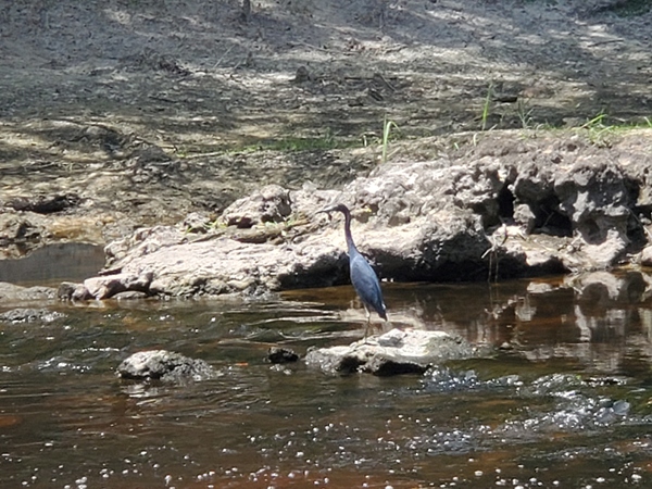 [Little Blue Heron, Troupville Boat Ramp, 2022-07-05]