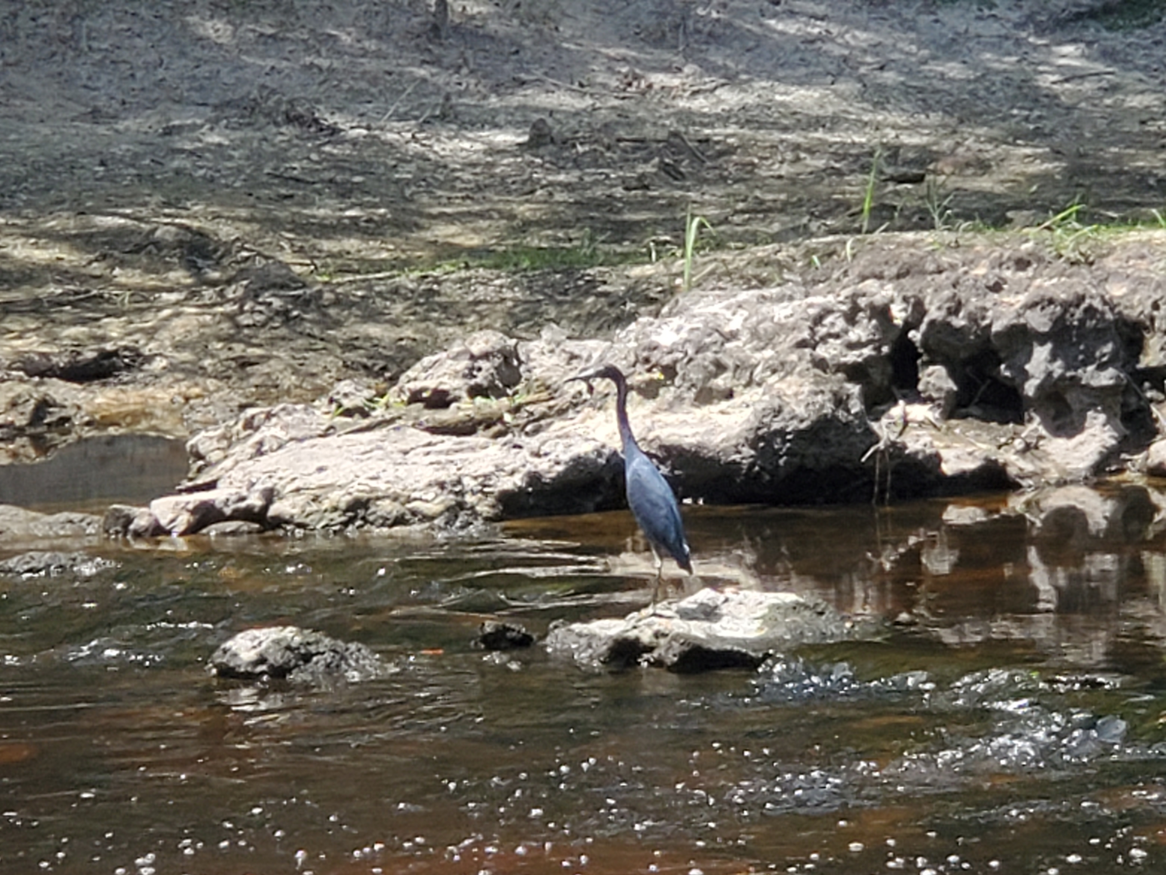 Little Blue Heron, Troupville Boat Ramp, 2022-07-05