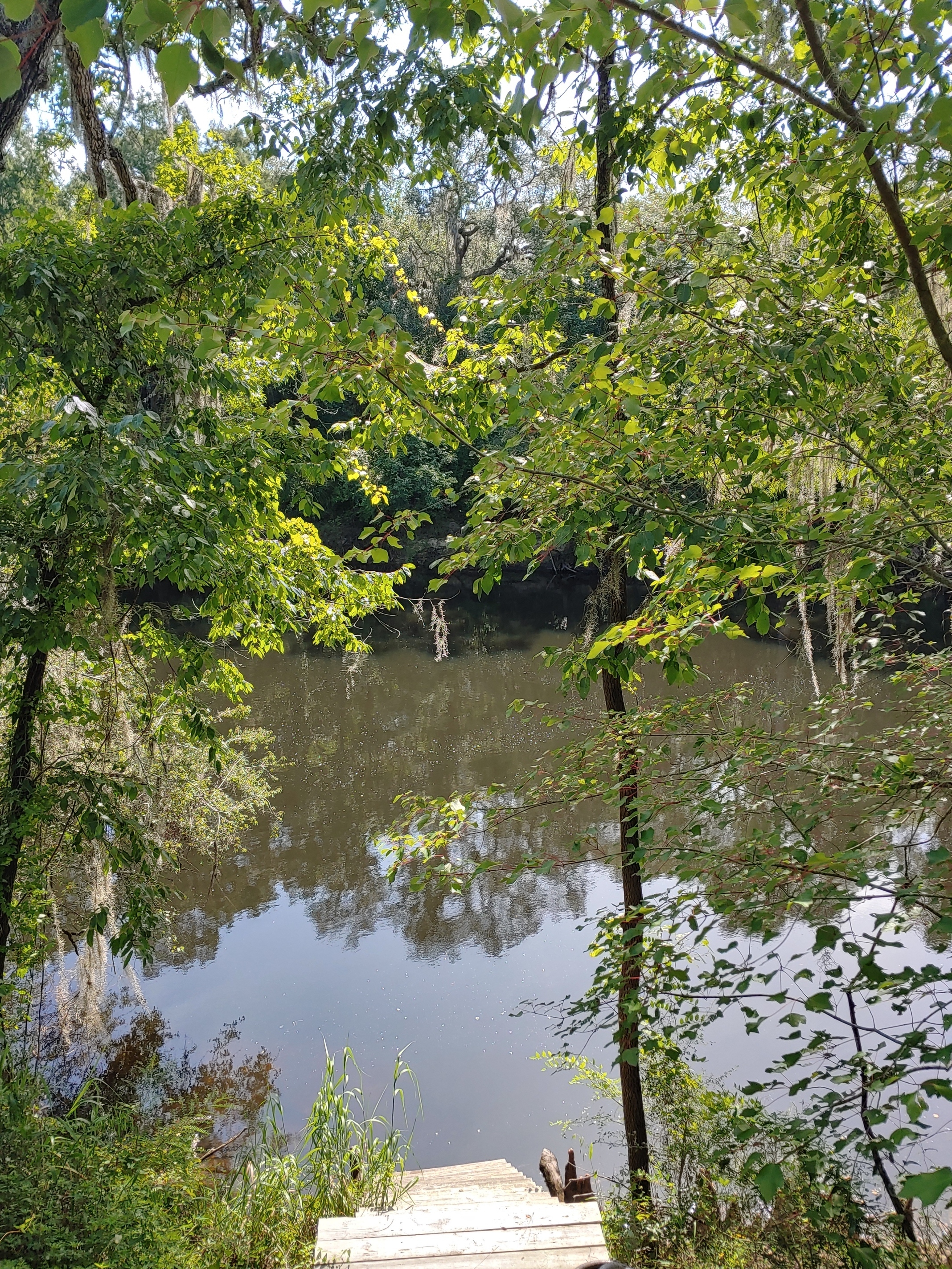 Cleary Bluff, Withlacoochee River @ NE Withla Bluffs Way 2022-07-07