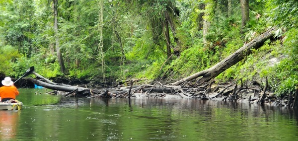 Paddle left around these deadfalls, 10:50:00, 30.6202653, -83.0830833