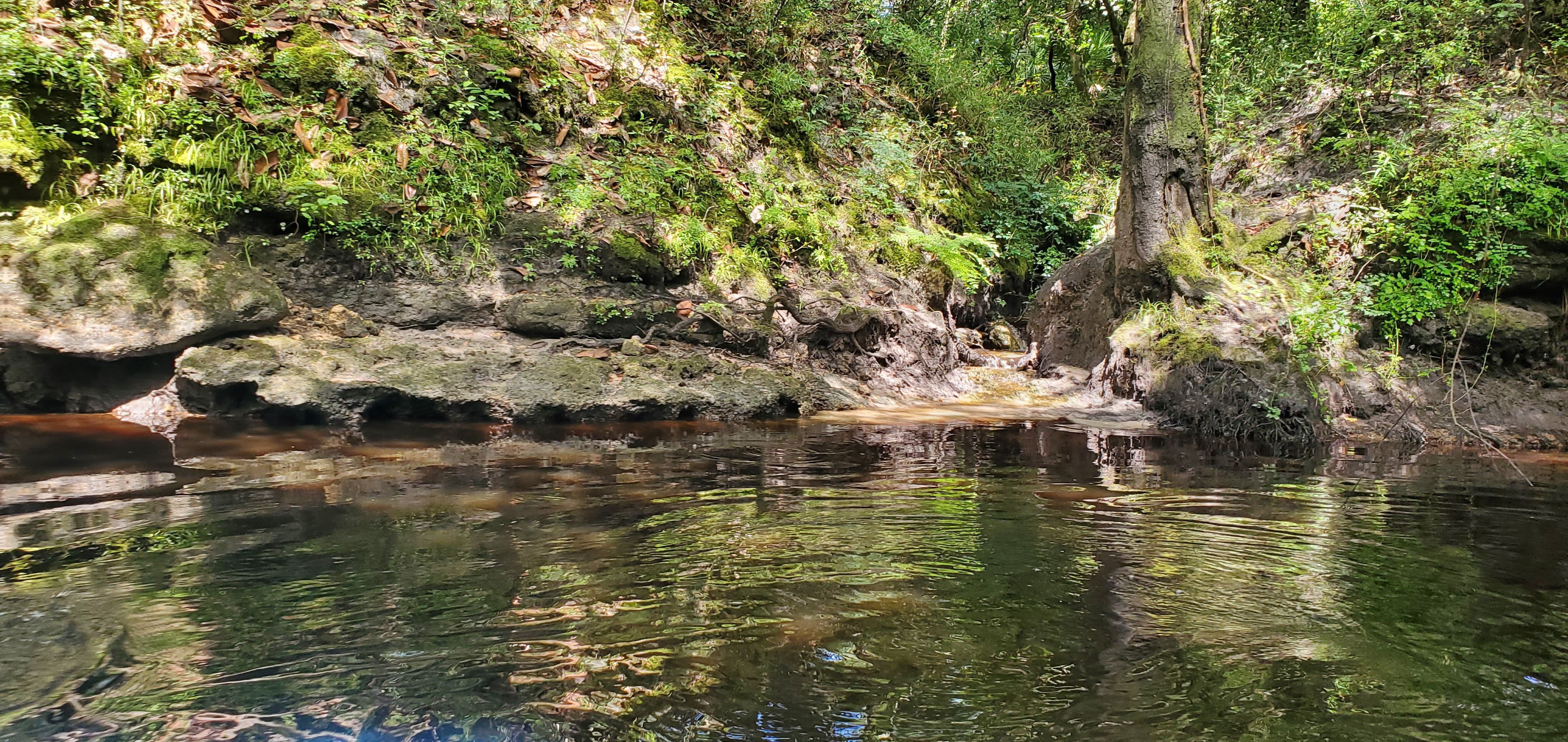 Spring, Creek, or Drain, left bank, 11:46:49, 30.6138130, -83.0778279