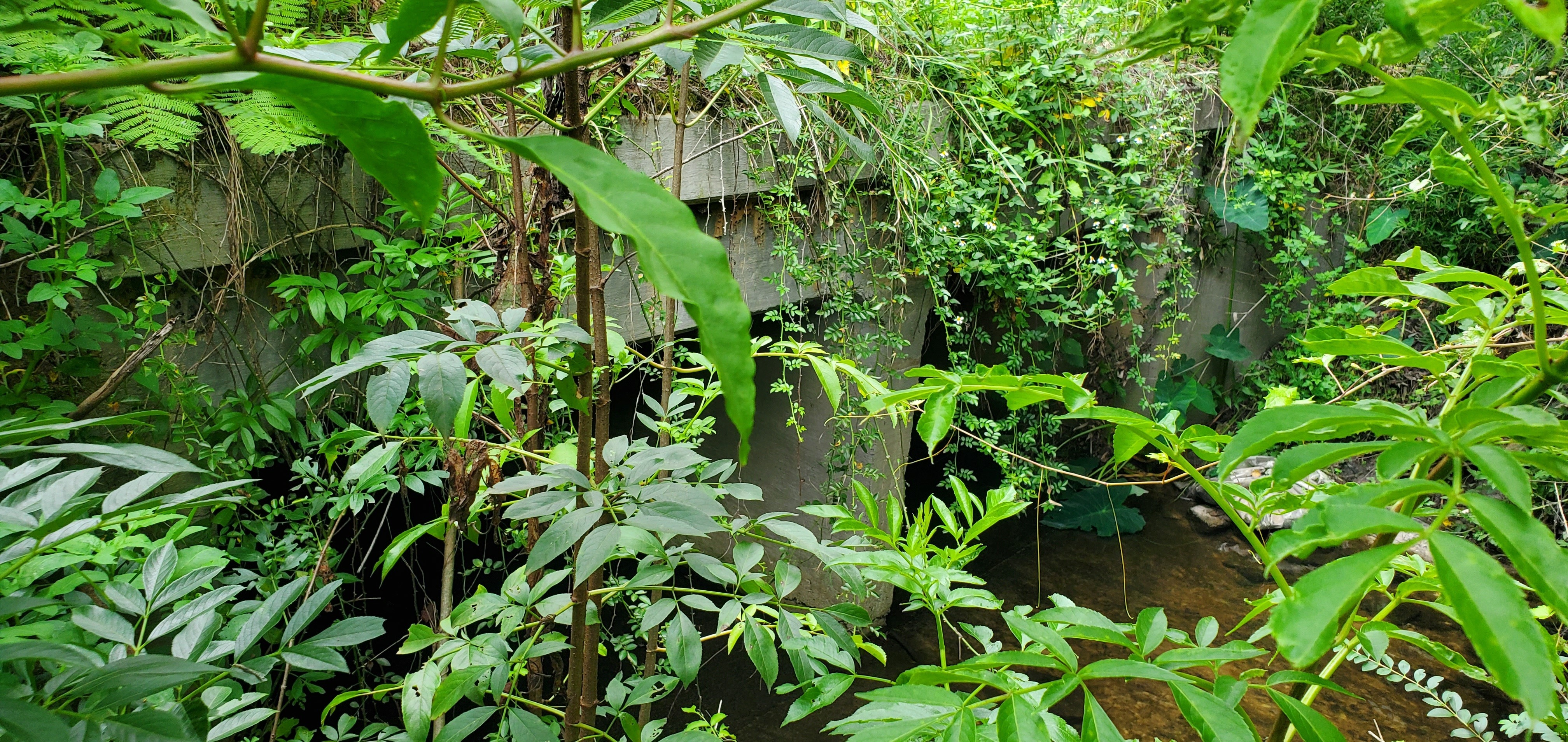 Closeup dual culverts upstream, 2022:07:17 13:50:04, 30.9862819, -83.2205535