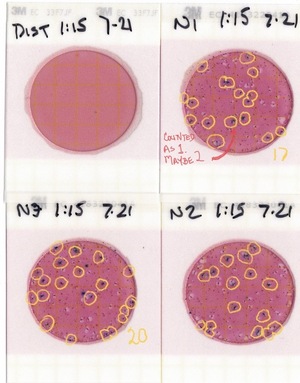 [Plates, Nankin Boat Ramp 2022-07-21]