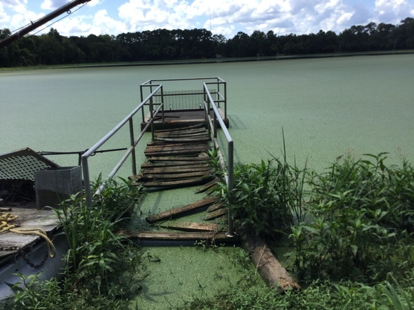 [Broken boardwalk to platform in large Quitman sewage settling pond, SE side near S corner, 2022:07:26 15:33:44, 30.7908361, -83.5405972]