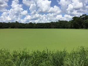 [large Quitman sewage settling pond from SW side near S corner, 2022:07:26 15:19:38, 30.7906389, -83.5417417]