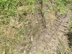 [Tracks in mud, SE side, 2022:07:26 15:22:34, 30.7906972, -83.5406333]