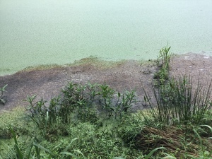 [Weeds, large Quitman sewage settling pond, NE side, 2022:07:26 15:34:45, 30.7922000, -83.5400611]