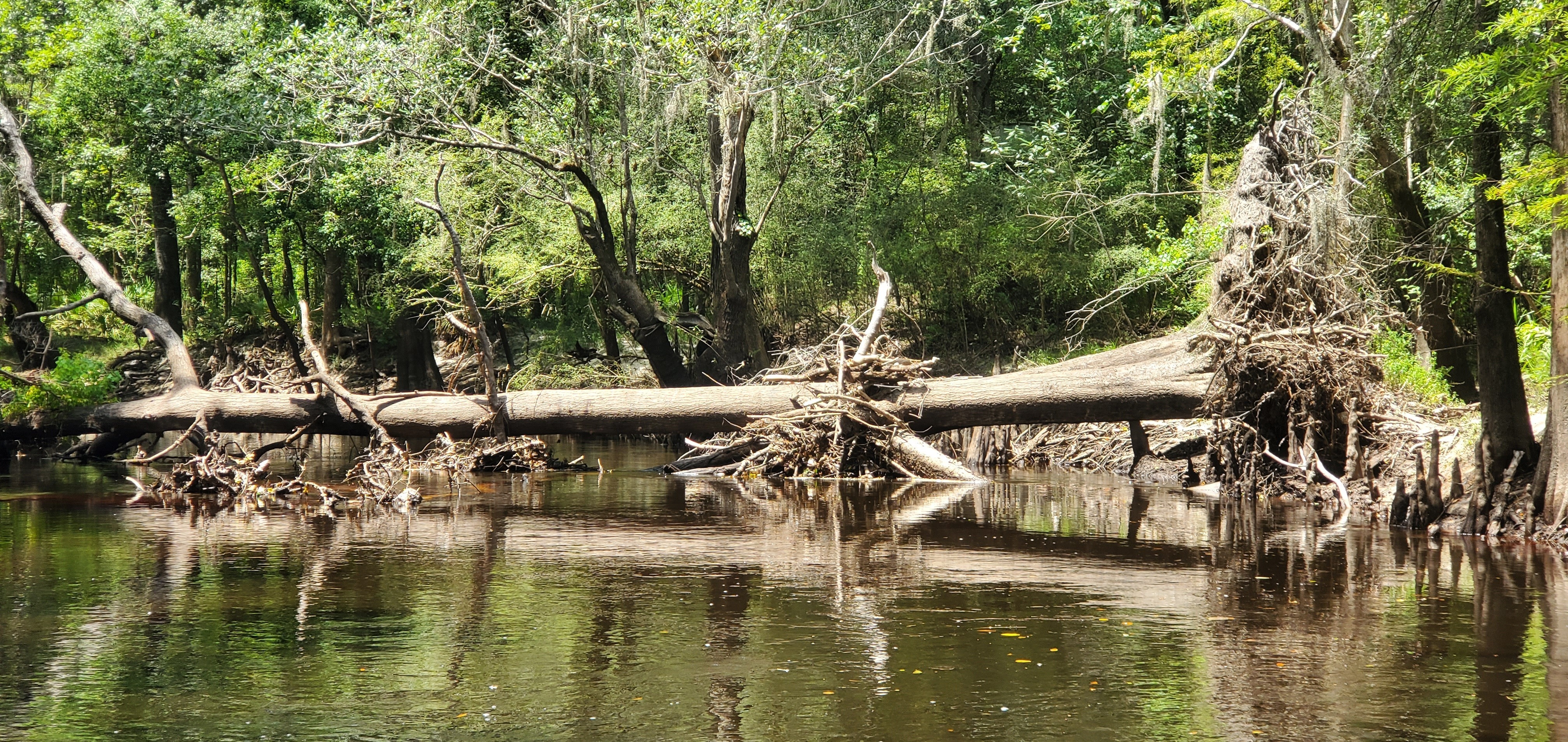 Get low and go under Crowe Deadfall, 14:33:05, 30.8539092, -83.3374538